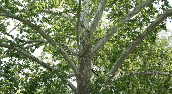 american sycamore tree platanus occidentalis