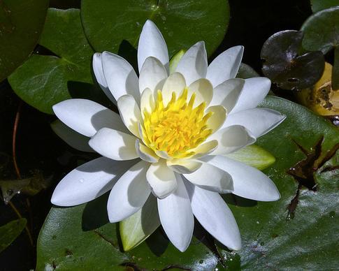 american white water lily 01