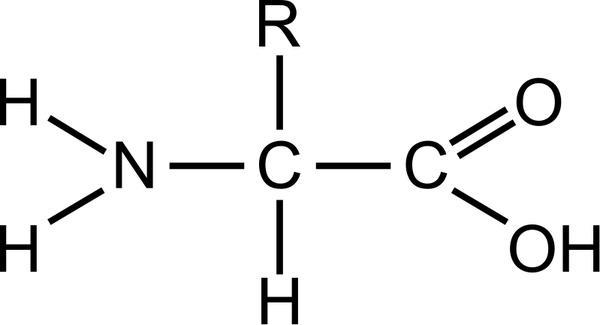 Amino acid (general)