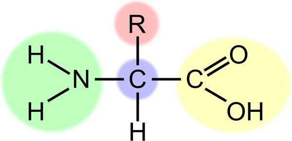 Amino acid (highlight)