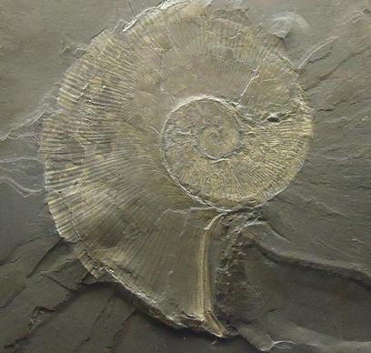 ammonite in rock