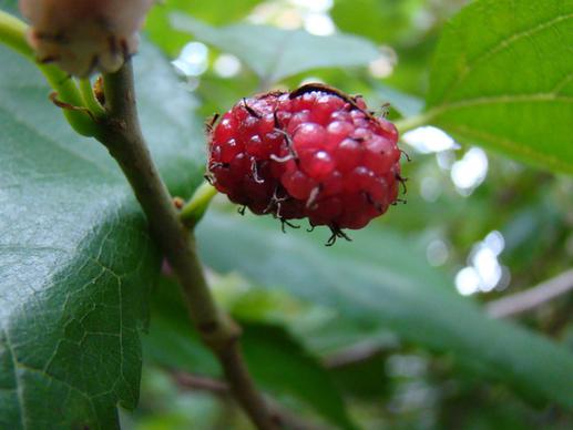 amora mulberry morus alba china native