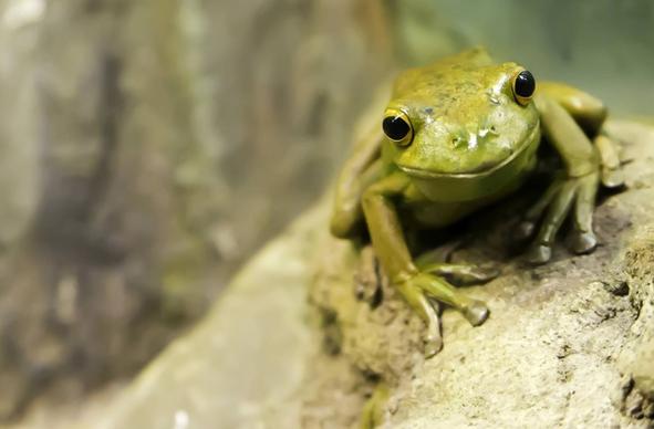 amphibian animal biology blur daytime frog nature