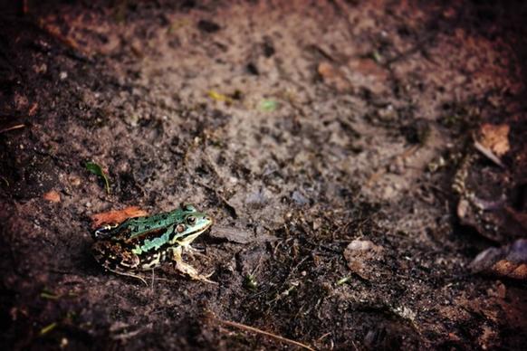 amphibian ant dirt earth environment environmental
