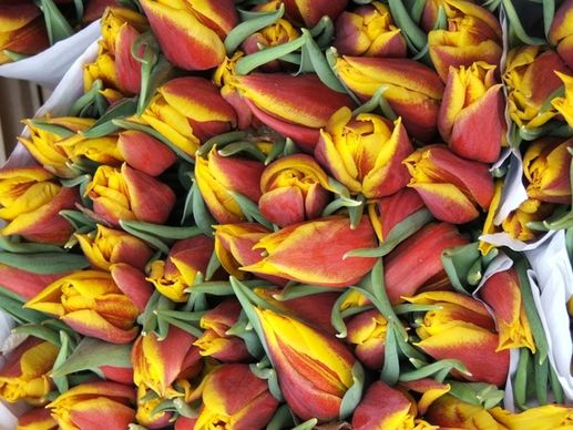 amsterdam flowermarket tulips