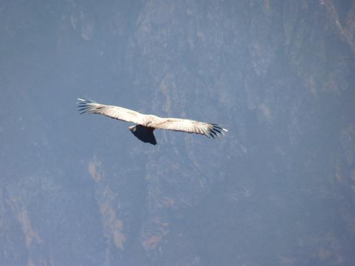 andean condor vultur gryphus bird