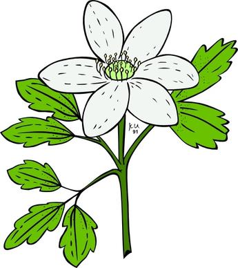 Anemone Piperi Windflower clip art