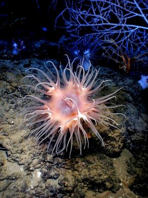anemone sea life sea