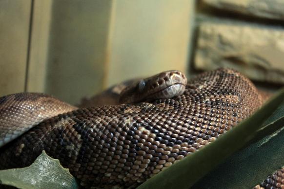 angolan python