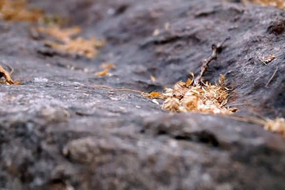 animal ant asphalt autumn beach dirt earth fall