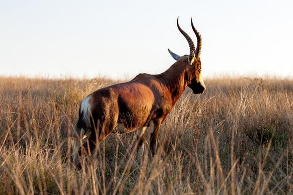 animal antelope bovine cow field grass grassland