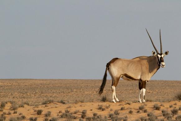 animal antelope bush camel desert dry gazelle grass