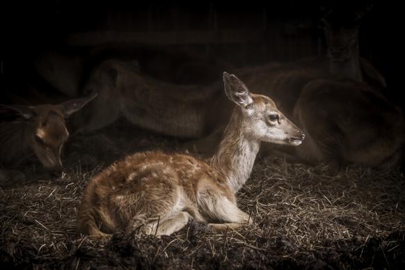 cute tiny deer lying on grass