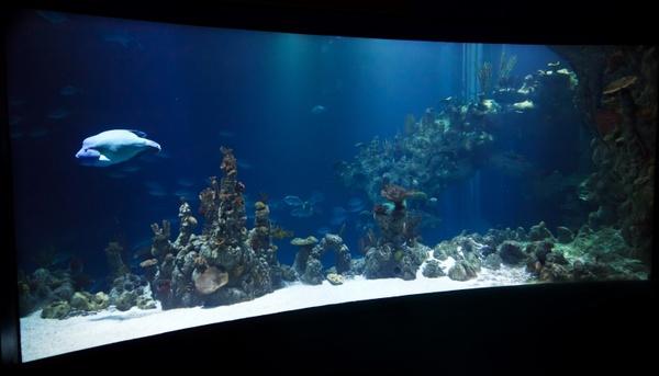 animal aquarium aquatic