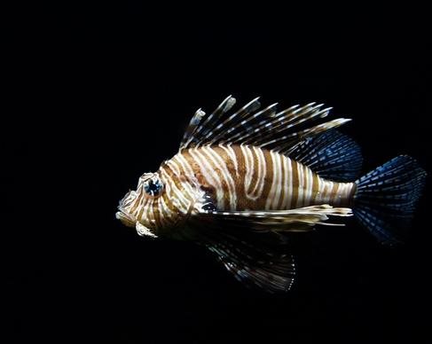 animal aquarium aquatic biology exotic fish