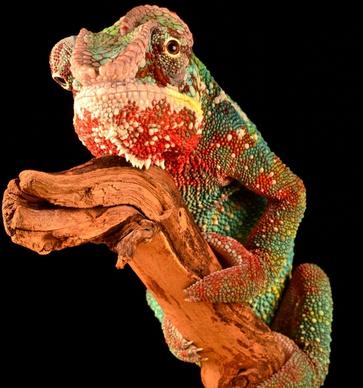 animal artistic chameleon color colour contrast