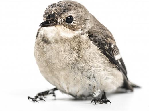 animal aves avian beak bird cute eyes fauna