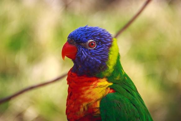 animal avian aviary beak bird color exotic fauna