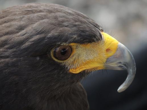 animal avian bald eagle beak bird bird of prey