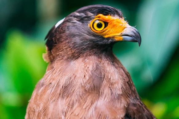 animal avian bald eagle beak bird bird of prey eagle