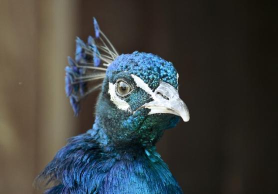 animal avian beak bird christmas color colour crest
