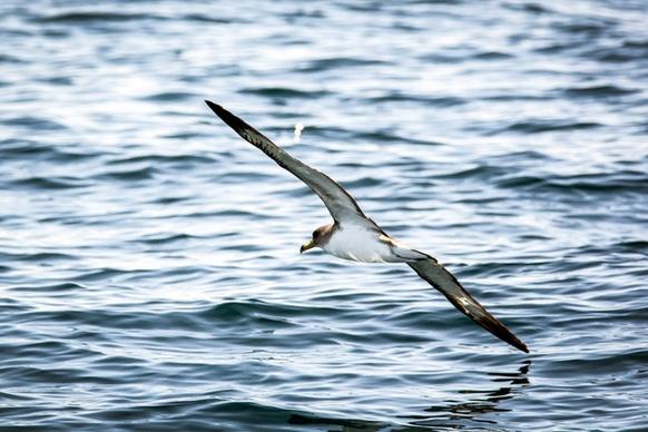 animal avian beak bird egret feather flight fly