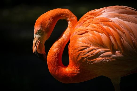closeup of precious flamingo in nature
