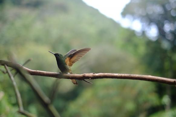 animal avian bird blur branch daytime flight fly