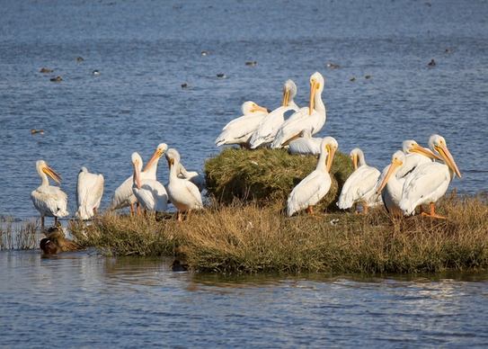 animal avian bird delta flight flock goose lake