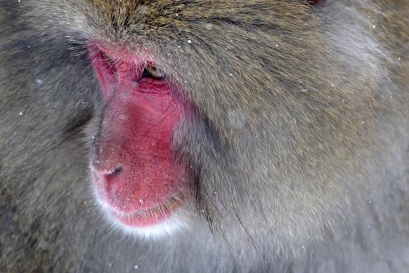animal baboon ear eyes face farm fur hair head