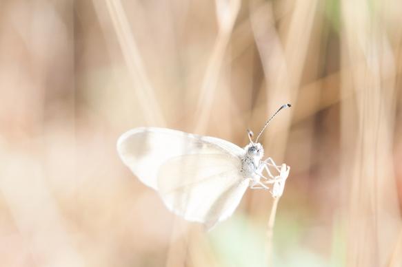 animal background beautiful blur bright butterfly
