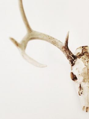 animal background biology bone dirt dry food