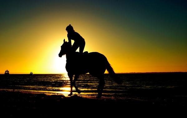 animal backlight backlit beach cowboy dawn dog dusk