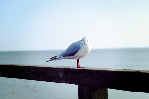animal beach beak bird color dove feather fly grey