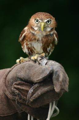 smart owl with big eyes on human hand