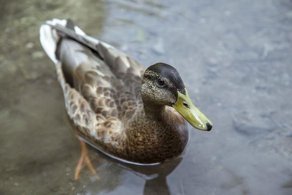 animal beak bird daytime drake duck duckling