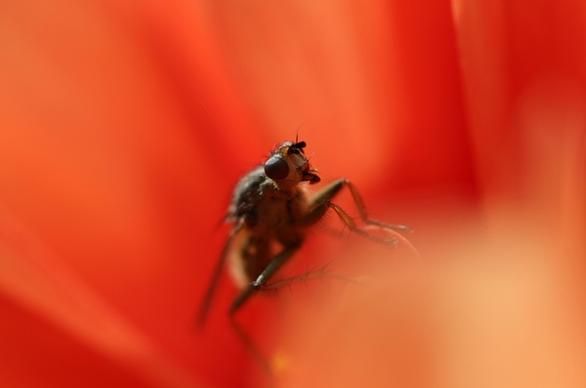 animal bee beetle bug close closeup flower fly