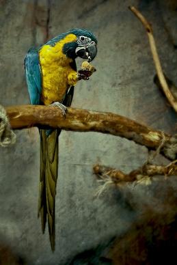 animal bird branch climbing color daytime fly gold