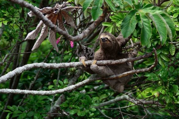 animal bird branch climbing cute forest hanging