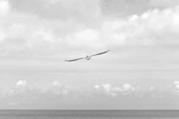 animal bird cloud fly horizon ocean sea sky water