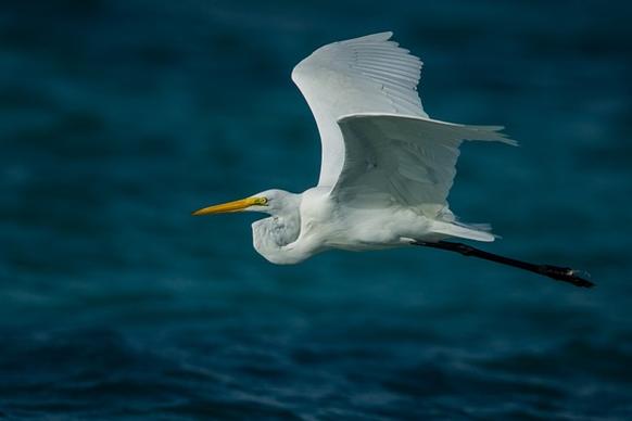 animal bird egret flight fly fowl free gull heron