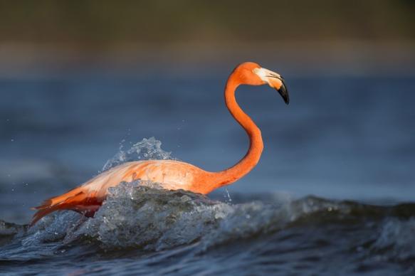 flamingo swimming on wave