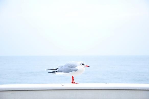 animal bird horizon ocean sea seagull water