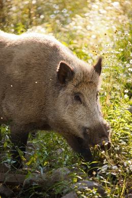 animal boar brown