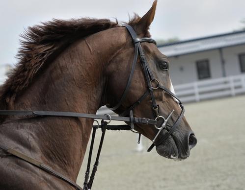 animal bridle caballo dressage equestrian equine