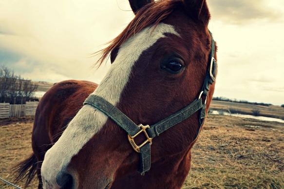animal bridle equestrian equine farm fence harness