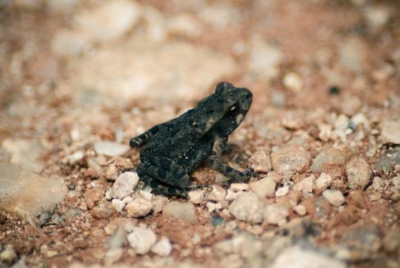 animal camouflage closeup dirt frog gecko ground
