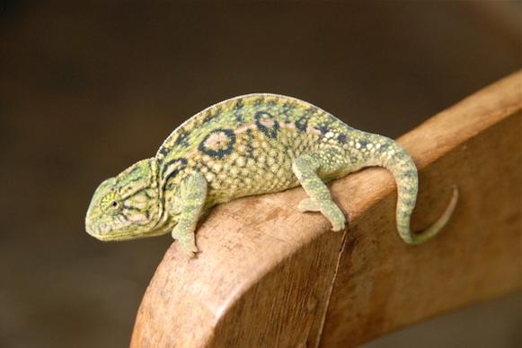 animal chameleon green
