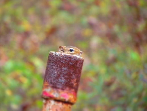 animal close up hiding pipe rural squirrel