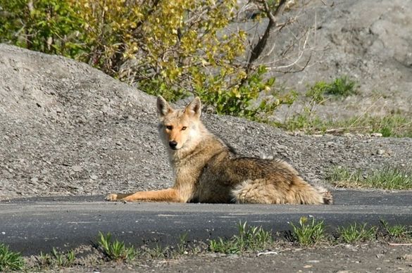 animal coyote fox
